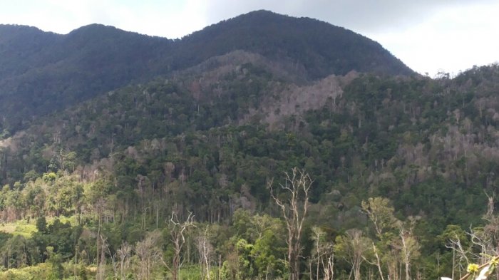 Eksostisme Taman Nasional Gunung Maras Kabupaten Bangka Pendahuluan